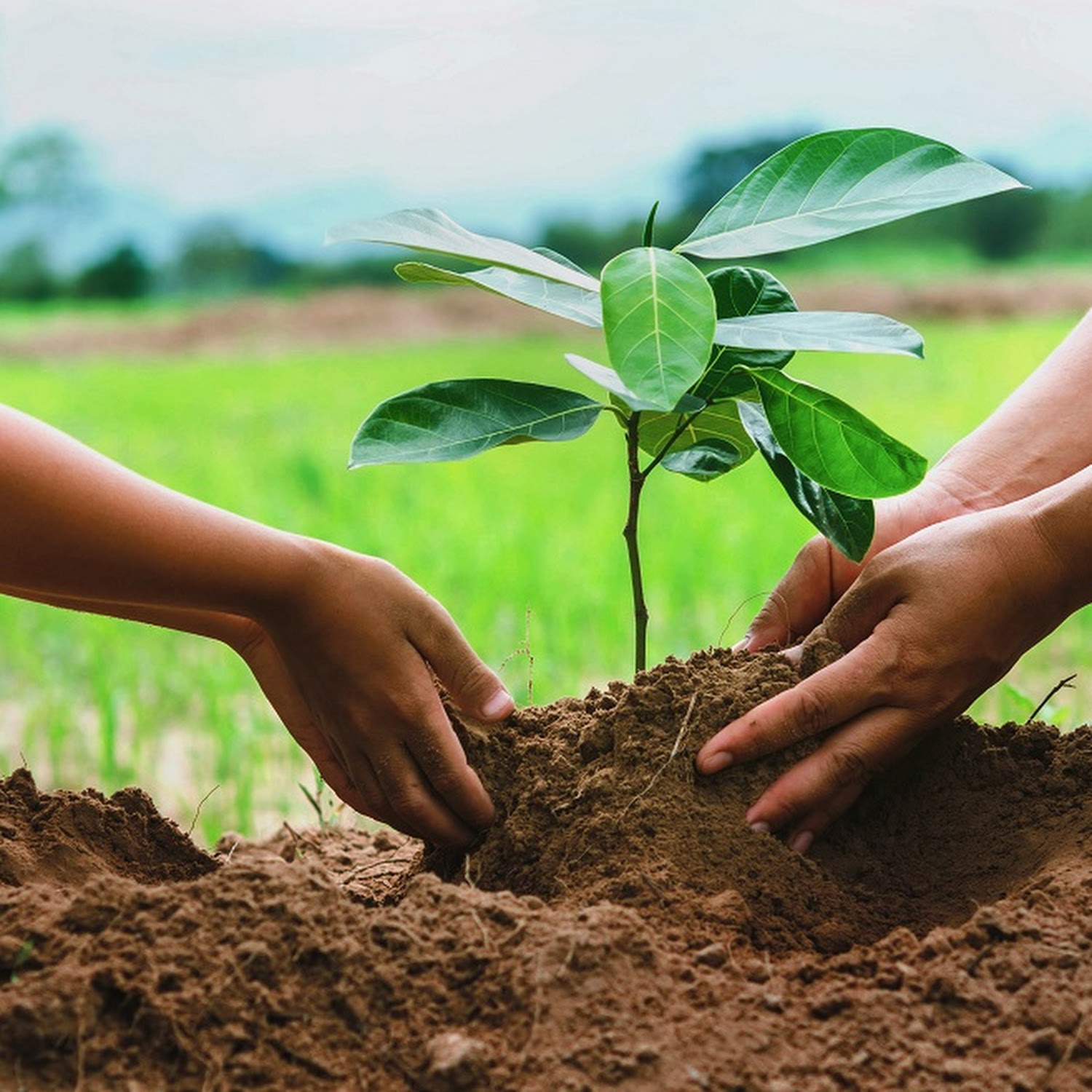 people hand helping plant the tree working together in farm concept save world